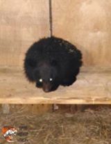 В Приморье в сарае обнаружили голодного гималайского медвежонка