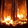 Лесные пожары в Калифорнии: 23 человека погибли