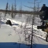 Живодерам, задавившим на машине "Урал" дикого медведя в Якутии, грозит тюрьма