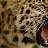 Очевидцы заявили, что леопарда в Приморье сбили "девочки на джипе"