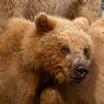 В Приморье поймали третьего вышедшего к людям медвежонка за неделю