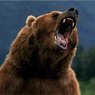 В одном из сел Хабаровского края ввели режим ЧС из-за нашествия медведей