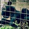 Зоопарк Уссурийска: Изможденные паводком животные смогли впервые поспать