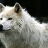 В Уфе в парке Кашкадан пойман волк-альбинос