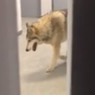 СМИ: Видео с волком в Олимпийской деревне - розыгрыш США (ВИДЕО)