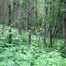 Девушка месяц жила в лесу в Челябинской области
