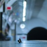 Снимок с дракой в метро двух мышей за крошки еды стал фотографией года