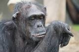 В зоопарке Иркутска шимпанзе "усыновила" котёнка