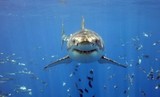 В Австралии белая акула убила дайвера