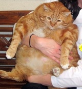 Толстый кот сбрасывал лишний вес по-человечески