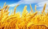 Власти Египта добавили РФ в список стран, поставляющих пшеницу со спорыньей