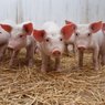 В Саратовской области зафиксирована вспышка свиной чумы