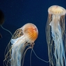 Безумство храбрых: танцы с медузами (ВИДЕО)