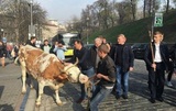 Правительство Киева блокировали коровы