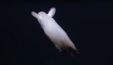 Глубоководного "ушастого" осьминога сняли на видео