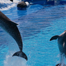 Биологи бьют тревогу: Из-за контакта с людьми‍ дельфинам грозит гибель