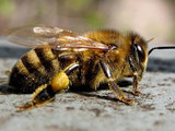 Миллионы пчел вырвались на свободу в результате ДТП в Китае
