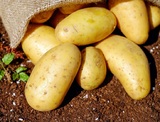 Кто первым привез картошку в Европу