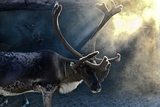 В Томске олень сломал рог в ДТП и был увезен хозяином в неизвестном направлении