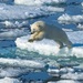 Играющие на тонком льду белые медведи рядом с чукотским поселком попали на видео