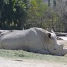 В американском зоопарке Сан-Диего родился редкий белый носорог