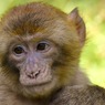 В Китае находчивая обезьяна нашла способ сбежать из зоопарка