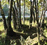 Леса в Подмосковье вырубают из-за жука-короеда – облкомитет лесного хозяйства