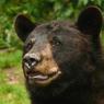 Черный медвежонок из России устроил переполох в Китае