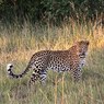 В национальном парке Приморья обнаружили леопарда-долгожителя