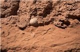 В Бельгии нашли останки скелета самого древнего хищника