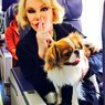 В салоне самолетов "Трансаэро"  можно перевозить кошек и собак