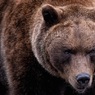 На Алтае медведь напал на подростка - зверя отпугнул загоревшийся смартфон