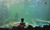 Китай: Новый аквариум в Макао затмил все другие в мире