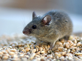Нейрофизиологи научились делать из мышей суперагрессивных хищников