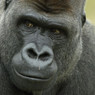 Директор зоопарка: Убийство гориллы ради малыша было необходимым