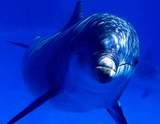 Во Флориде среди дельфинов началась эпидемия самоубийств