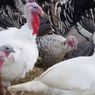На пяти канадских фермах выявлен вирус птичьего гриппа