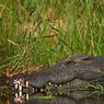 Новый вид транспортного средства - крокодил (ФОТО, ВИДЕО)