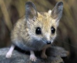 Обнаружен вид мышей, который умирает от сексуальных перегрузок