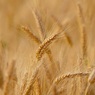 Сирия купила у России 200 тысяч тонн пшеницы