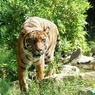 В Калининградском зоопарке амурский тигр напал на сотрудницу