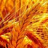 Россия стала лидером по экспорту пшеницы