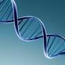 Ученые: Большинство людей выбирают пару со схожей ДНК