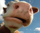 Российский агрохолдинг нашел применение для коровьих шкур
