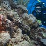 На курорте Тайланда строят искусственные коралловые рифы