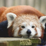 Московский зоопарк обещает вывести в люди красную панду