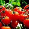 Почему помидоры с грядки вкуснее чем из холодильника