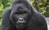 Тысячи жителей США требуют наказать виновных в гибели гориллы