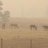 В результате лесных пожаров в Австралии погибло более 1 млрд животных