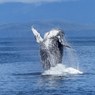 Почему киты выпрыгивают из воды